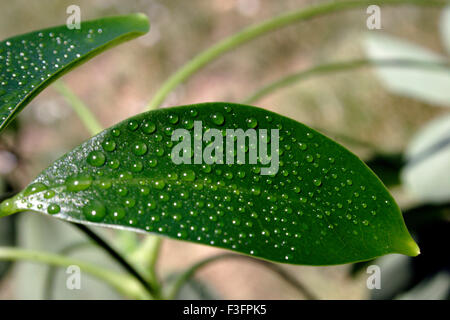 Goutte d'eau sur une seule feuille verte Banque D'Images