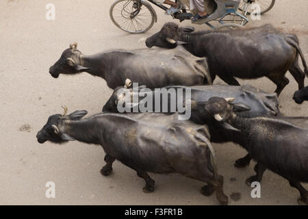 Troupeau de Buffalo , Varanasi , Uttar Pradesh , Inde , Asie Banque D'Images