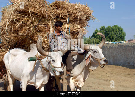 Chariot Bullock ; Kutch ; Gujarat ; Inde ; Asie Banque D'Images