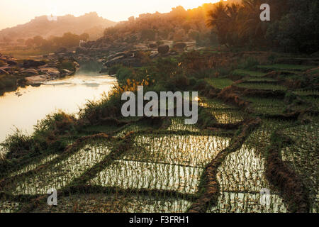 Hampi est un village du nord de l'état du Karnataka en Inde. Ricefield Banque D'Images