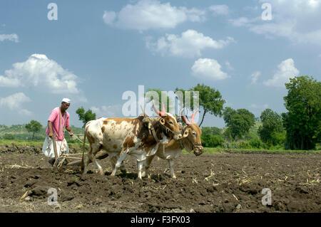 Le labour des champs avec des taureaux à Ralegan Siddhi, près de Pune Maharashtra ; Inde ; Banque D'Images