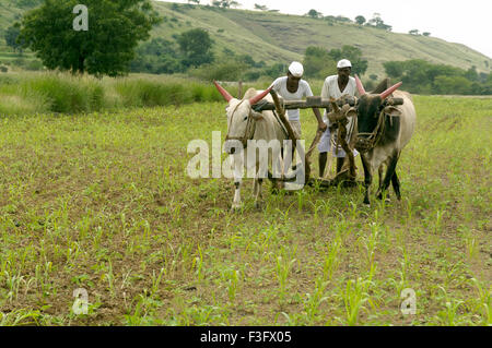 Le labour des champs avec des taureaux à Ralegan Siddhi, près de Pune Maharashtra ; Inde ; Banque D'Images