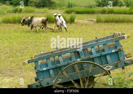 Le labour des champs avec des taureaux à Ralegan Siddhi, près de Pune Maharashtra ; Inde ; Banque D'Images