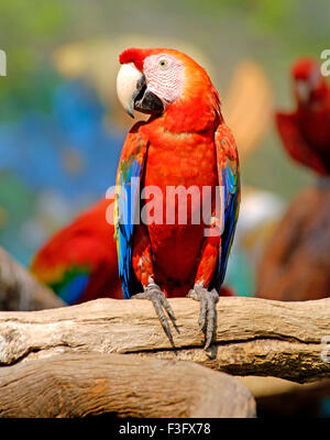 Ara rouge oiseau posé sur une branche d'arbre , Safari World , Bangkok ; Thaïlande ; l'Asie du Sud Est Banque D'Images