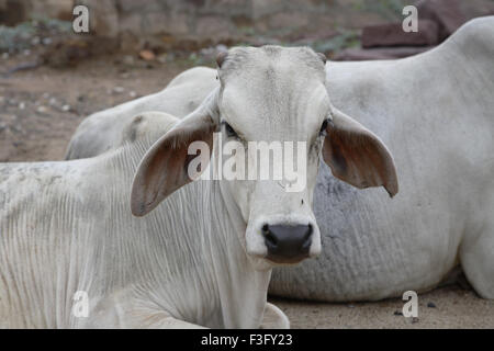 Vaches indiennes ; Bhuj ; Kutch ; Gujarat ; Inde ; Asie Banque D'Images