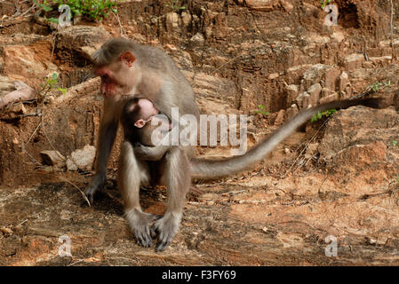 Bonnet bébé singe avec sur la route de la colline boisée ; Palamuthircholai ; Tamil Nadu Inde ; Banque D'Images