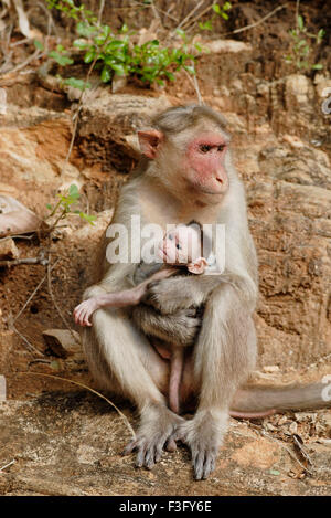 Bonnet bébé singe avec sur la route de la colline boisée ; Palamuthircholai ; Tamil Nadu Inde ; Banque D'Images