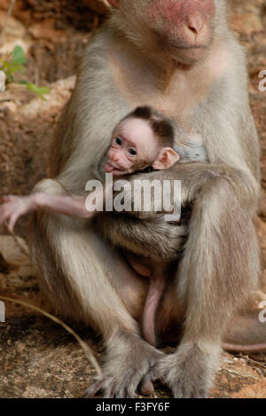 Bonnet bébé singe avec sur la route de la colline boisée ; Palamuthircholai ; Tamil Nadu Inde ; Banque D'Images