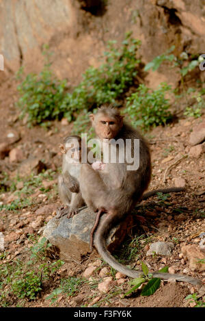 Bonnet bébé singe avec sur la route de la colline boisée ; Palamuthircholai ; Tamil Nadu Inde ; Banque D'Images