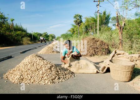 Le séchage de l'arachide sur route près de Gangaikondacholapuram Tamil Nadu ; Inde ; Banque D'Images