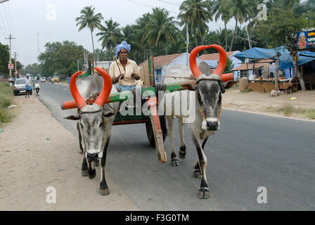 Chariot Bullock sur la route , Kerala , Inde , Asie Banque D'Images