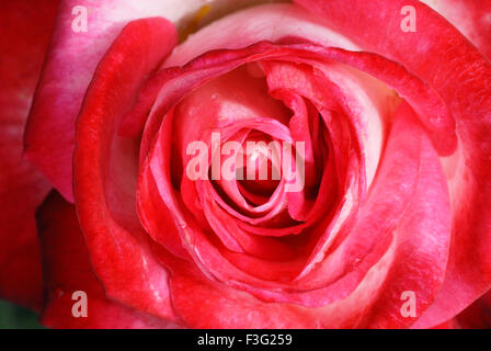 Le jardin de roses du centenaire ou Vijayanagaram jardin des roses d'Ooty ; ; ; Tamil Nadu Inde Banque D'Images