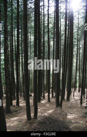 Forêt d'arbres de Deodar ; Cedrus deodara ; cèdre de Deodar ; cèdre de l'Himalaya ; Nehru Kund ; Vashisht ; Bashisht ; Manali ; Himachal Pradesh ; Inde ; Asie Banque D'Images