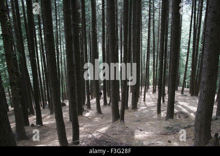 Forêt d'arbres de Deodar ; Cedrus deodara ; cèdre de Deodar ; cèdre de l'Himalaya ; Nehru Kund ; Vashisht ; Bashisht ; Manali ; Himachal Pradesh ; Inde ; Asie Banque D'Images