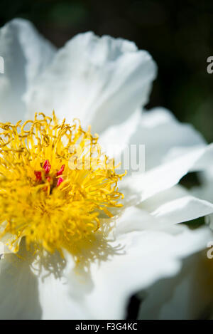 Fleur de pivoine simple blanc pur avec des étamines jaunes de masse. Banque D'Images