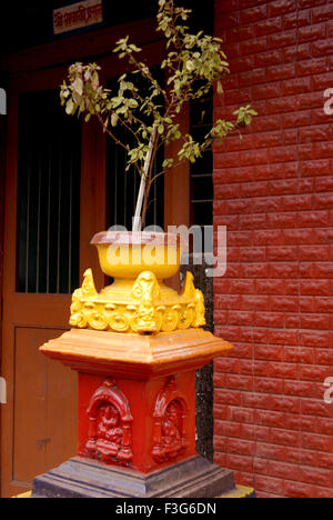 Tulsi arbre planté en pot spécial à Malwan Dist ; ; ; Inde Maharashtra Sindhudurg Banque D'Images