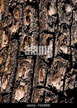 Clouse de tronc d'arbre Ain Terminalia Tomentasa Banque D'Images