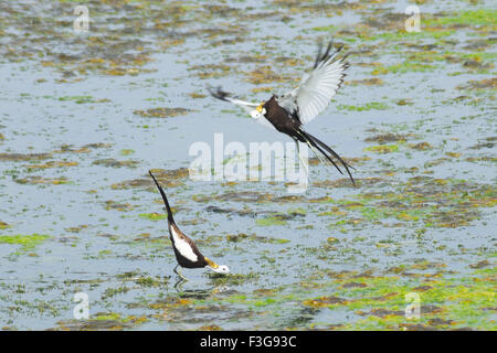 Paire d'oiseaux ; queue hydrophasianus chirurgus pheasant jacana au lac ; Jodhpur Rajasthan ; Inde ; Banque D'Images