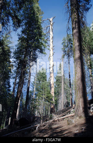 Mariposa Grove ; Wawona ; Californie ; États-Unis d'Amérique ; États-Unis ; États-Unis ; États-Unis Banque D'Images