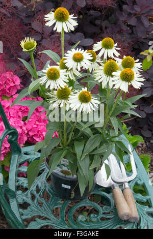 Echinacea 'Crazy White' variété prêt à être planté Banque D'Images