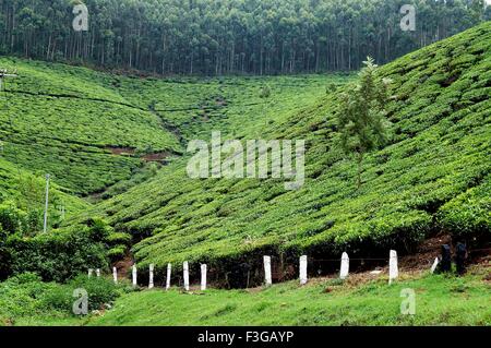 Jardins de thé ; Munnar ; station de colline ; ghats de l'ouest ; Kerala ; Inde ; Asie Banque D'Images