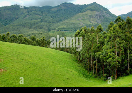 Jardins de thé ; Munnar ; station de colline ; ghats de l'ouest ; Kerala ; Inde ; Asie Banque D'Images