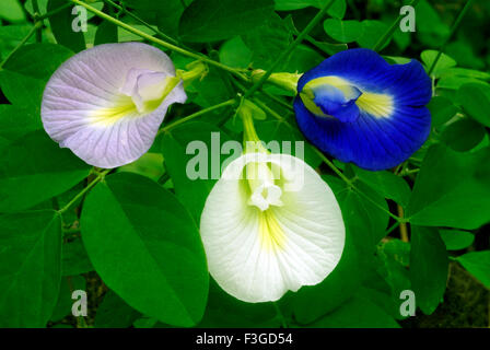 Fleur de haricot papillon bluebell Clitoria Ternatea mutations ou variations ; Trivandrum ; Kerala ; Inde ; Asie ; Indien ; asiatique ; Clitoria ternatea, ailes de pigeons asiatiques, bleuet, Pois bleus, pois papillons, pois cordofan, pois Darwin Banque D'Images