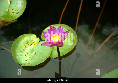 Fleur de Lotus ; Nelumbo nucifera ; Lotus indien ; Lotus sacré ; Lotus ; Inde ; Asie Banque D'Images