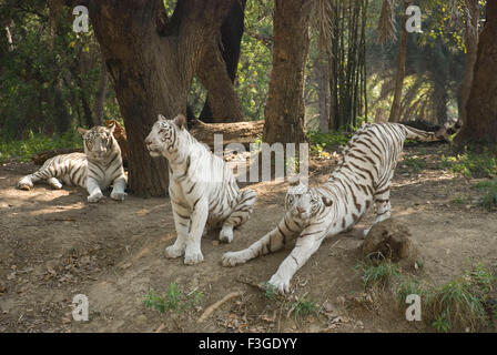 Tigre blanc, tigre blanchi, animal, pigmentation leuciste, tigres du Bengale, Inde, Asie Banque D'Images