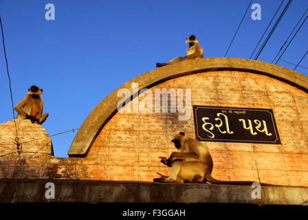 Langours gris ; langours Hanuman ; singes Hanuman ; singes Langoor ; chemin Hari ; Pavagadh ; Colline de Pavagadh ; District de Panchmahal ; Gujarat ; Inde ; Asie Banque D'Images