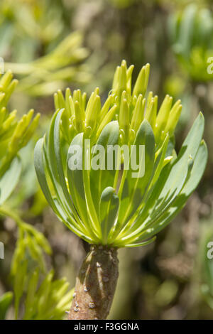Flora f Gran Canaria - floraison Kleinia neriifolia, autrefois classé dans genre Senecio Banque D'Images