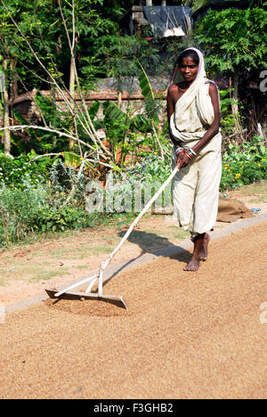 Les femmes du séchage du riz sur des terres ; Bhubaneswar Orissa ; ; Inde ; PAS DE MR Banque D'Images