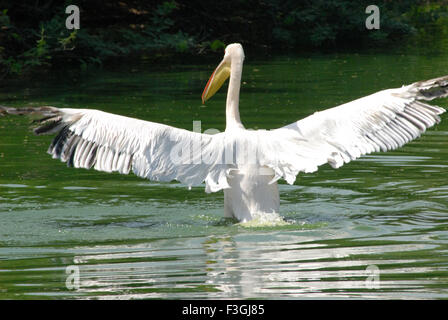 Oiseau Pelican flottant dans l'eau ; le zoo de Delhi Delhi ; Inde ; Banque D'Images