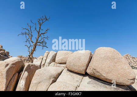 Arbre Sec sur rock formation à Joshua Tree National Park, Californie, USA. Banque D'Images