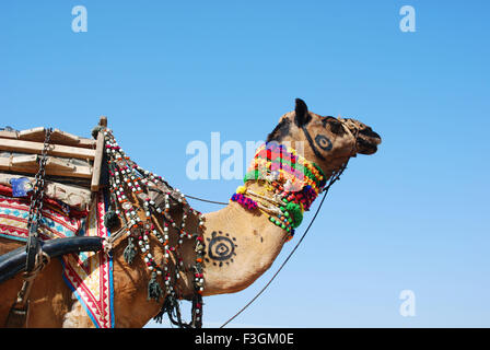 Chameau décoré, Foire de Pushkar, Foire de Pushkar Camel, Kartik Mela, Pushkar Mela, Pushkar, Ajmer, Rajasthan, Inde, Asie Banque D'Images