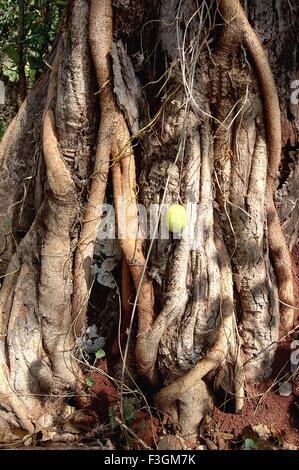 Tronc d'arbre de banian à manche ; Taluka Deogad Sindhudurga ; District ; Maharashtra Inde ; Banque D'Images