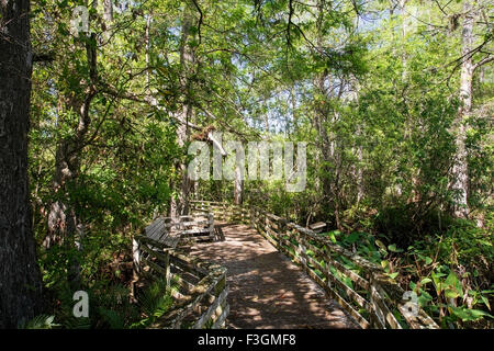 Corkscrew Swamp nature reserve, montrant paysage avec des arbres, Florida, USA Banque D'Images