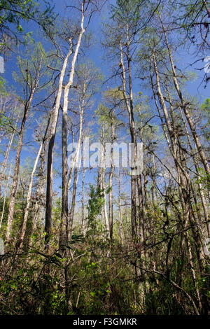 Corkscrew Swamp nature reserve, montrant paysage avec des arbres, Florida, USA Banque D'Images