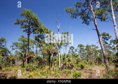 Corkscrew Swamp nature reserve, montrant paysage avec des arbres, Florida, USA Banque D'Images