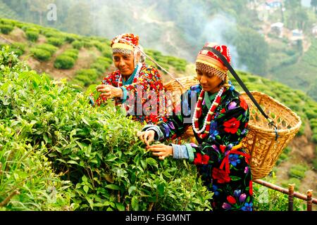 La collecte des feuilles de thé à Darjeeling ; l'ouest du Bengale en Inde ; M.# 764 Banque D'Images