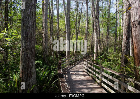 Corkscrew Swamp nature reserve, montrant paysage avec des arbres, Florida, USA Banque D'Images