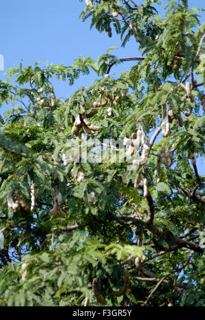 Tamarind Tree et des fruits à Harihareshvar Shreevardhan ; Taluka District ; Raigadh ; Maharashtra Inde ; Banque D'Images