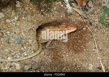 Oeufs pondus de lézard, lézard de jardin oriental, lézard de jardin oriental, lézard de sang, lézard changeante, Inde, Asie Banque D'Images