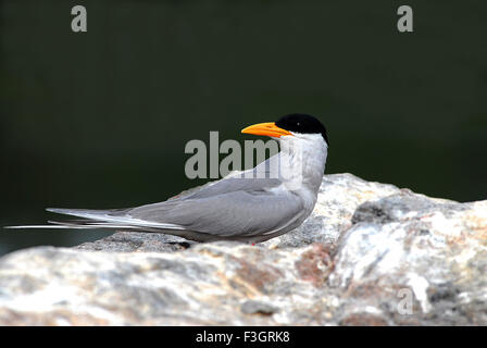 Oiseau, Tern de rivière assis sur le rocher, Sterna aurantia, Ranganatitoo Bird Sanctuary, Ranganatittu, Mandya, Mysore, Karnataka, Inde, Asie, Banque D'Images