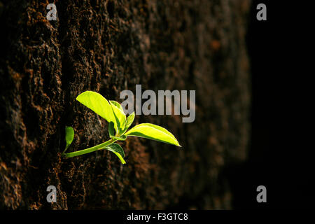 Petite plante verte fraîche de plus en plus de fissures mur de pierre de temple dédié au Dieu Shiva ; vieilles Mahabaleshwar Banque D'Images