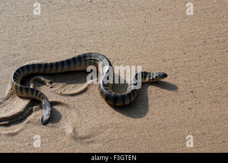 Serpent de mer toxiques lapemis curtus à plage de Devgad Sindhudurga Kunkeshwar taluka district maharashtra inde Banque D'Images