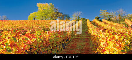 Allemagne : Soleil automne vignobles Banque D'Images