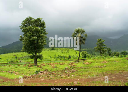 Palmier solitaire avec d'autres arbres en montagne sur le temps de mousson ; Taluka Panvel district ; Raigadh ; Maharashtra Inde ; Banque D'Images