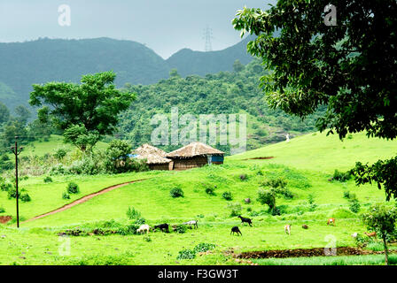 Petite hutte en pied de montagne en période de mousson ; Taluka Panvel district ; Raigadh ; Maharashtra Inde ; Banque D'Images