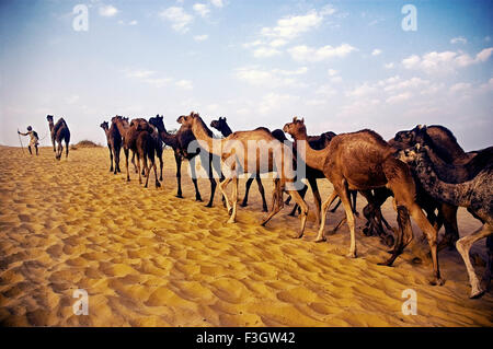 Négociant de chameau à travers les dunes de sable prend des chameaux de Pushkar foire annuelle ; bovins ; Pushkar Rajasthan ; Inde ; Banque D'Images